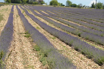 Ferrassieres - Lavender Fields2